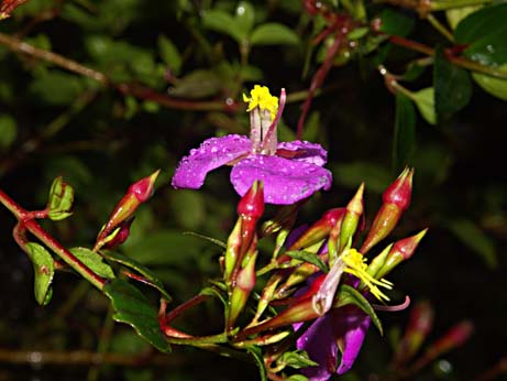 a photo
of a wildflower taken near Merida, Venezuela